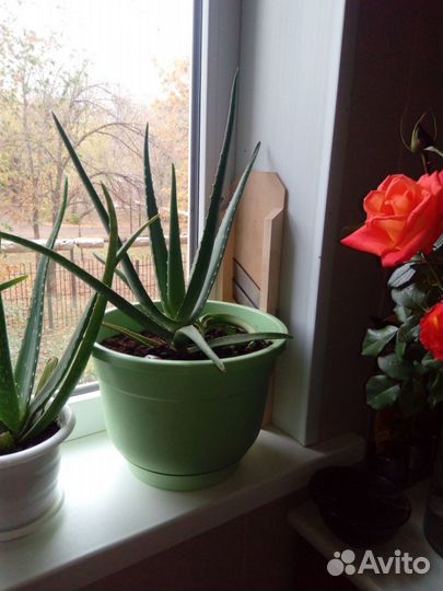 Алоэ Вера взрослые растения