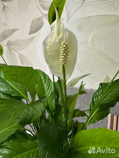 Спатифиллум