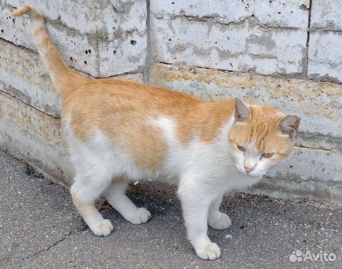 Рыжий кот ищет дом