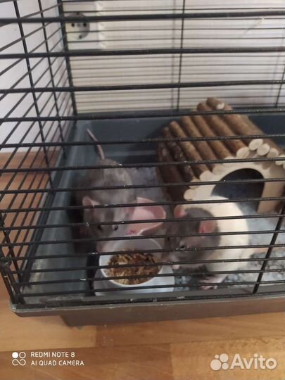 Крысята дамбо