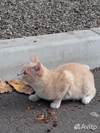 Кошка Бесси в добрые ручки