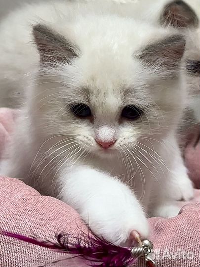 Котята рэгдолл