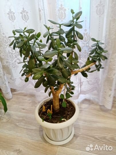 Денежное дерево толстянка