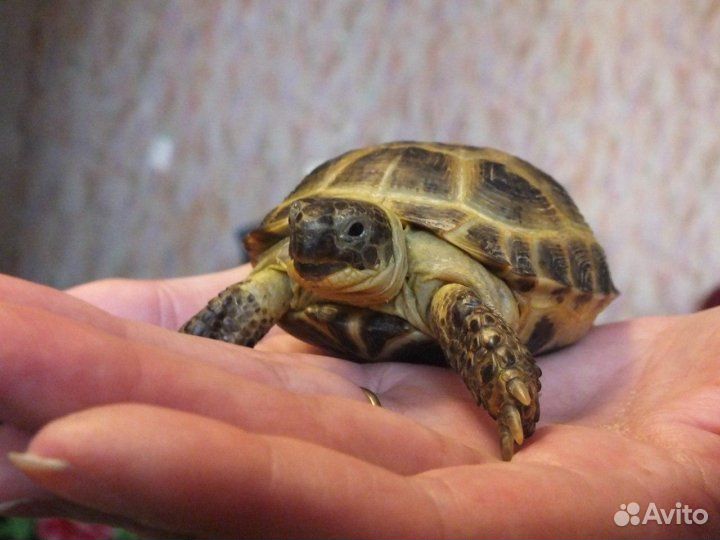 Черепаха сухопутная