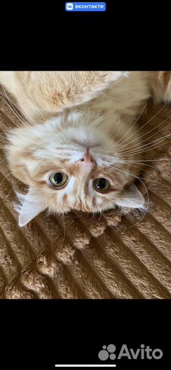 Кот Бегемот