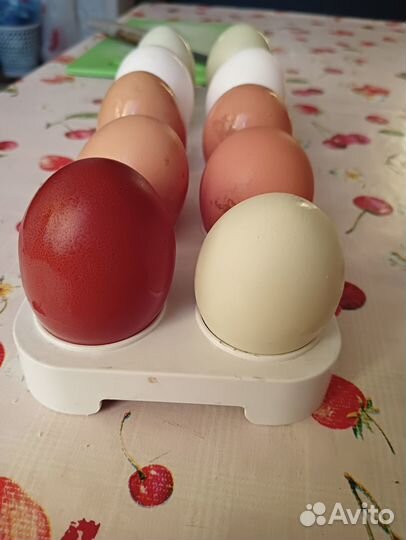 Домашние куриные яйца