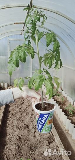 Рассада помидор и перцев