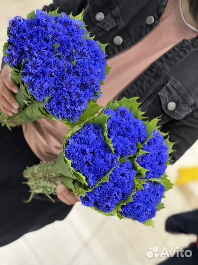 Васильки цветы