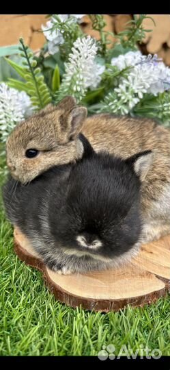 Самые маленькие Кролики