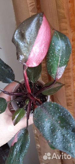 Филодендрон