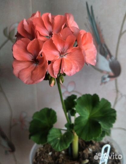 Сортовая пеларгония черенки кусты семена