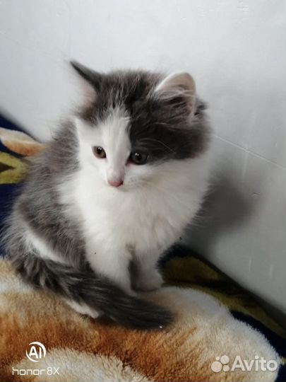 Пушистик 1,5 месяца, девочка