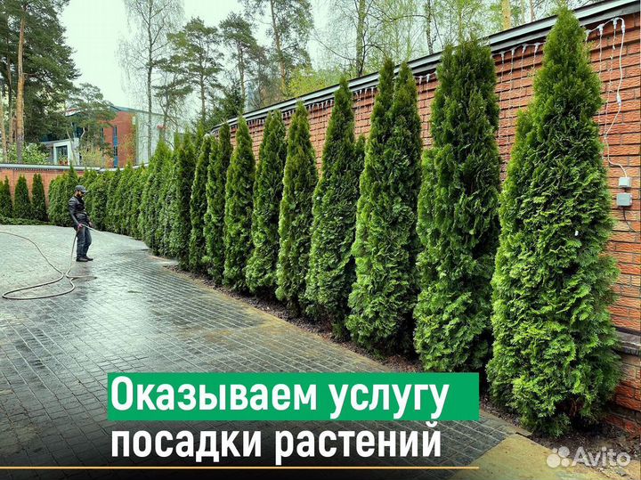 Туи колумна 1,2 м свежая копка 2023