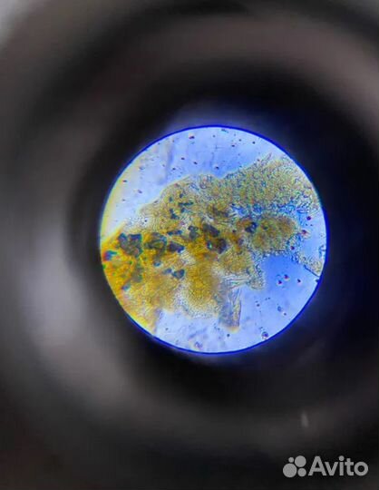 Микроскоп Levenhuk LabZZ M101