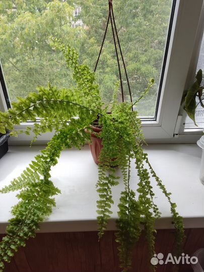 Разные цветы