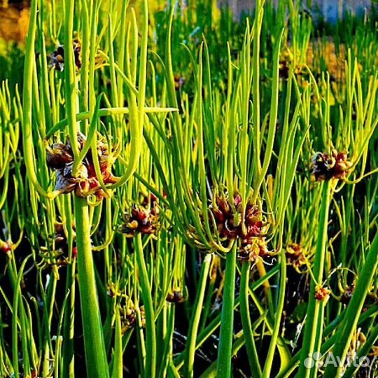 Лук многоярусный, Чеснок и лук китайский