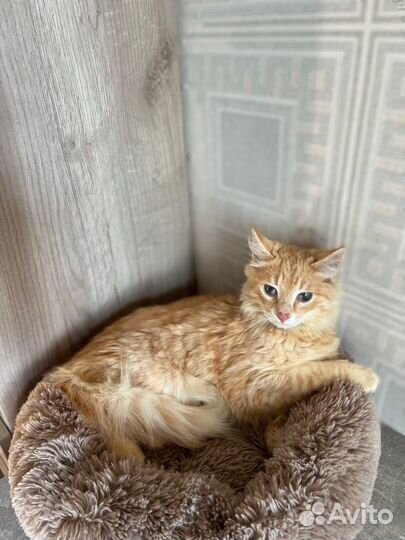 Рыжий котёнок в добрые руки