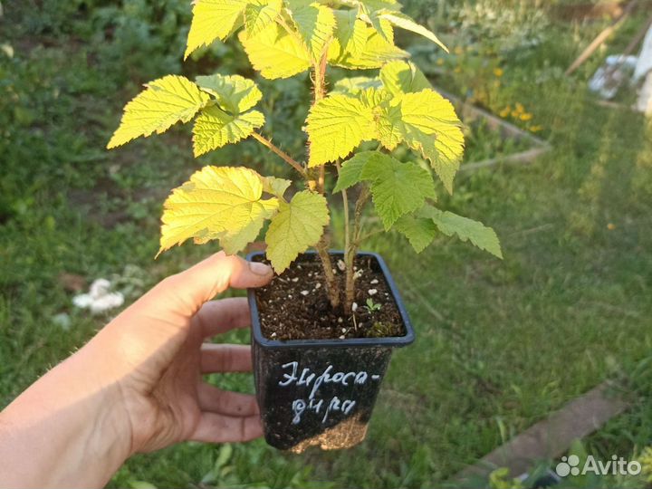 Малина Энросадира, Мапема