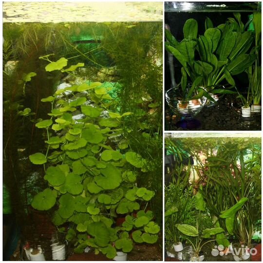 Аквариумная рыба