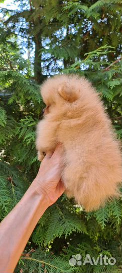 Померанский шпиц микро мальчик