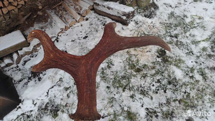 Рога лося на кости