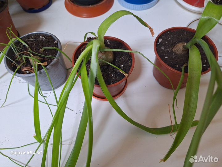 Индийский лук