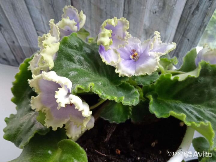 Фиалка (наутилус)