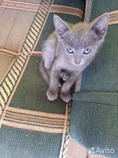 Котёнок мальчик в добрые руки