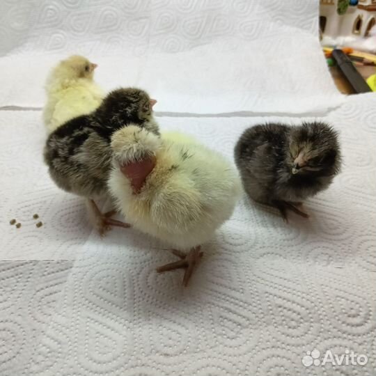 Цыплята суточные