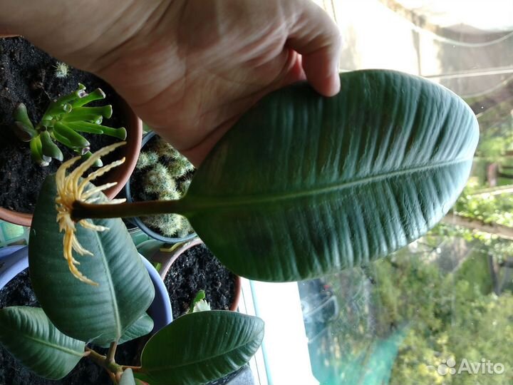 Фикус каучуконосный / эластика