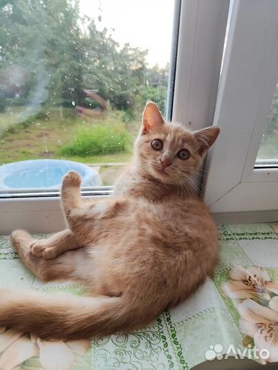 Кошка в дар