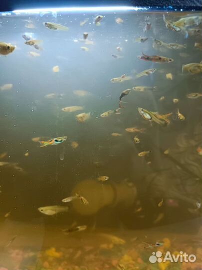 Креветки амано,гуппи