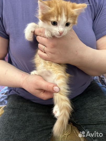 Котенок муж