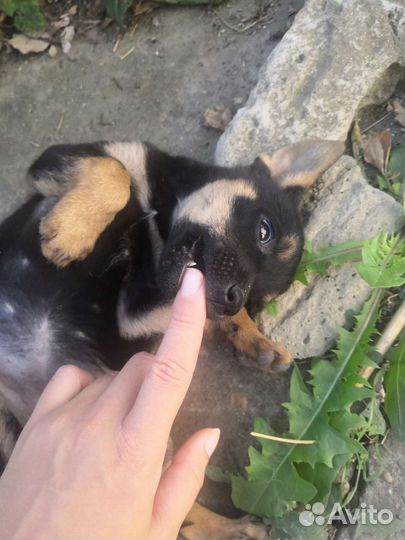 Маленькая собака