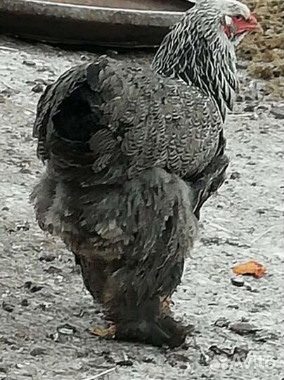 Инкубационное яйцо брама, кохинхин, цыплята