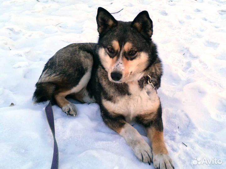 Небольшая собачка