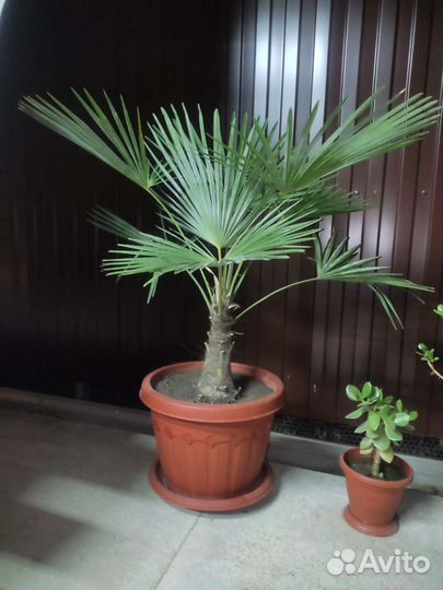 Пальма большая