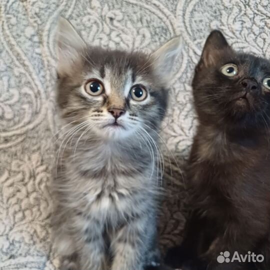 Кошки в добрые руки