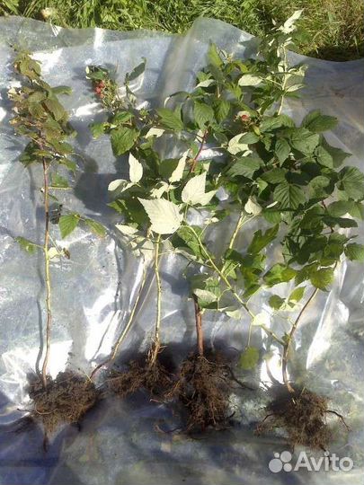 Саженцы Малина сортовая