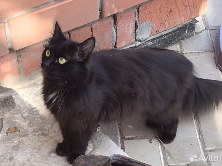 Котята в добрые руки девочки