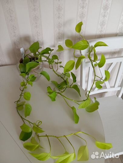 Эпипремнум, филодендрон, сциндапсус