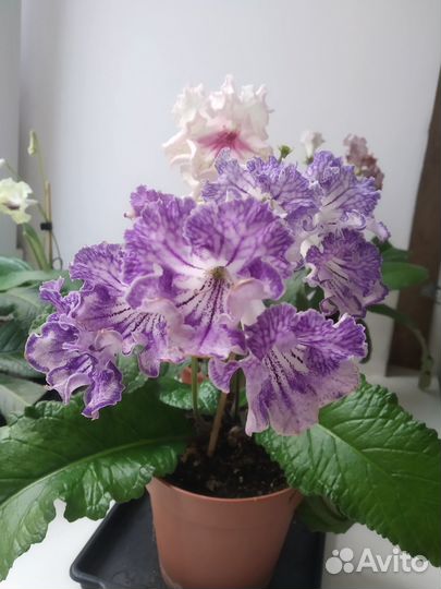 Стрептокарпусы