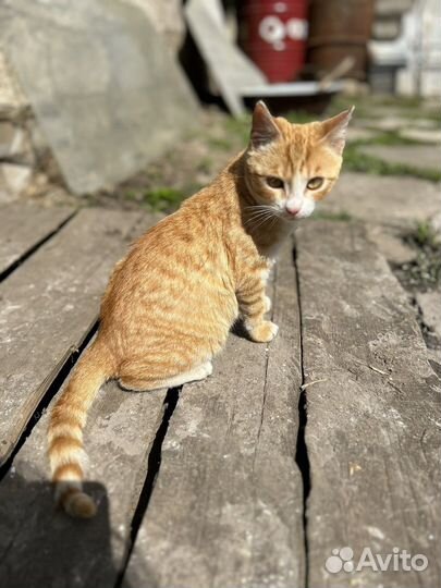 Тотошка, 5 мес