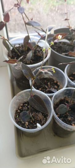 Традесканция Фата невесты