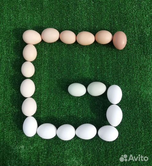 Инкубационное яйцо Бройлер, Индюк, Утка, Несушка