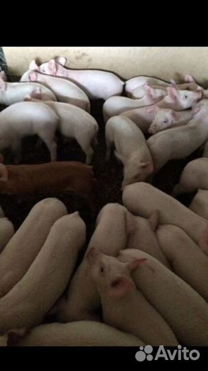 Поросята (свиньи) ландрас и крупная белая