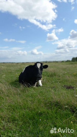 Корова, тёлочка