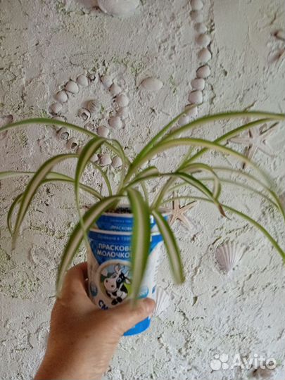 Комнатные и садовые цветы в Пскове