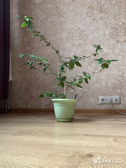 Гибискус китайская роза