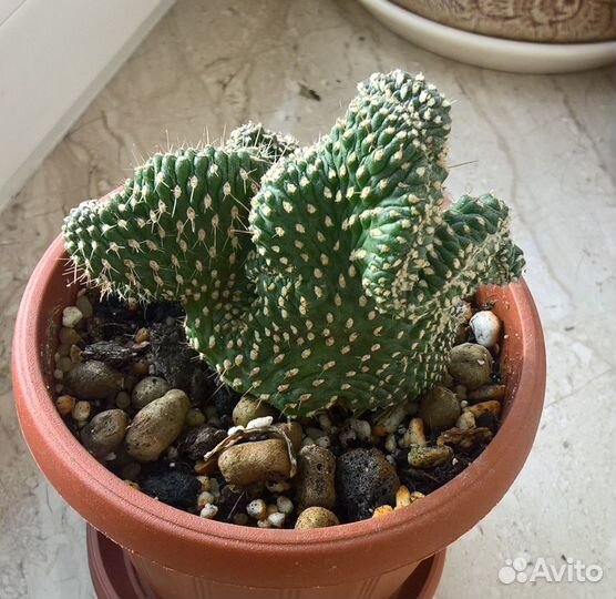 Опунция фульгида